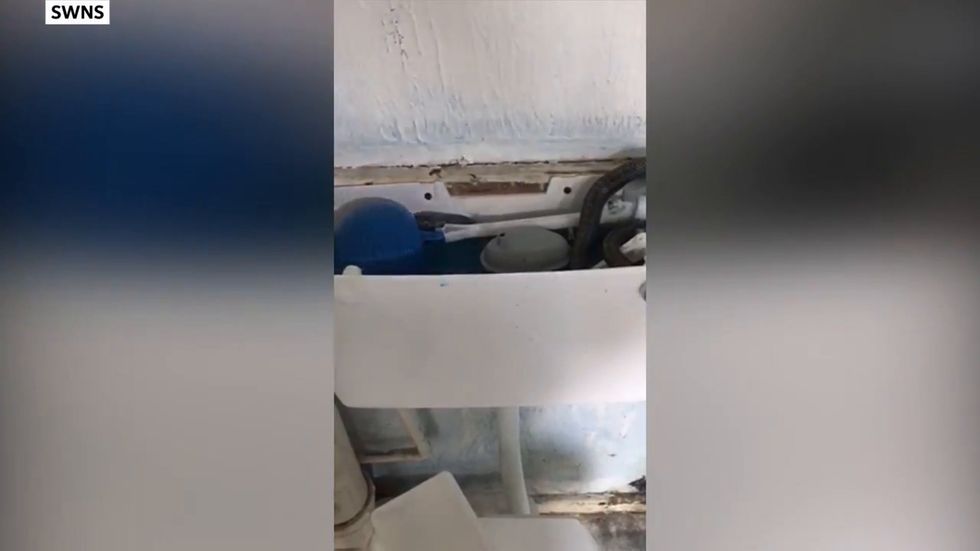 Four-ft snake found in Basildon couple's toilet turned blue by cleaning products