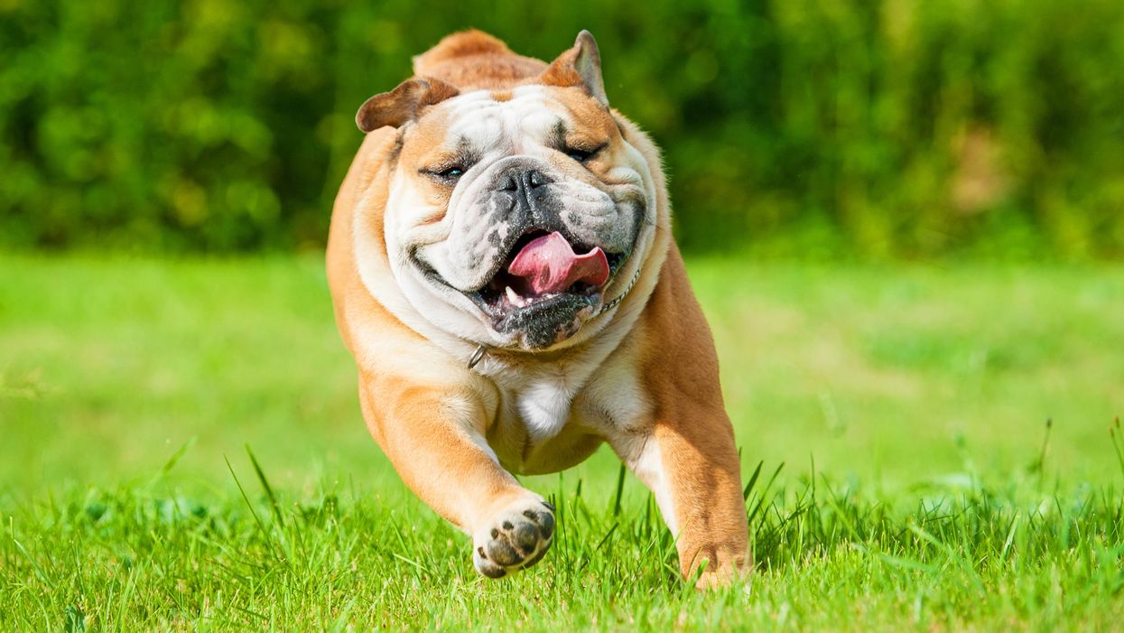 These are the most popular dog breeds in every US state