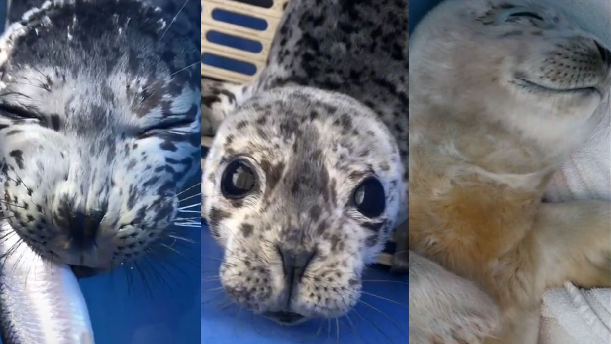 These adorable baby seals that have gone viral on TikTok are the cutest things you’ll see today