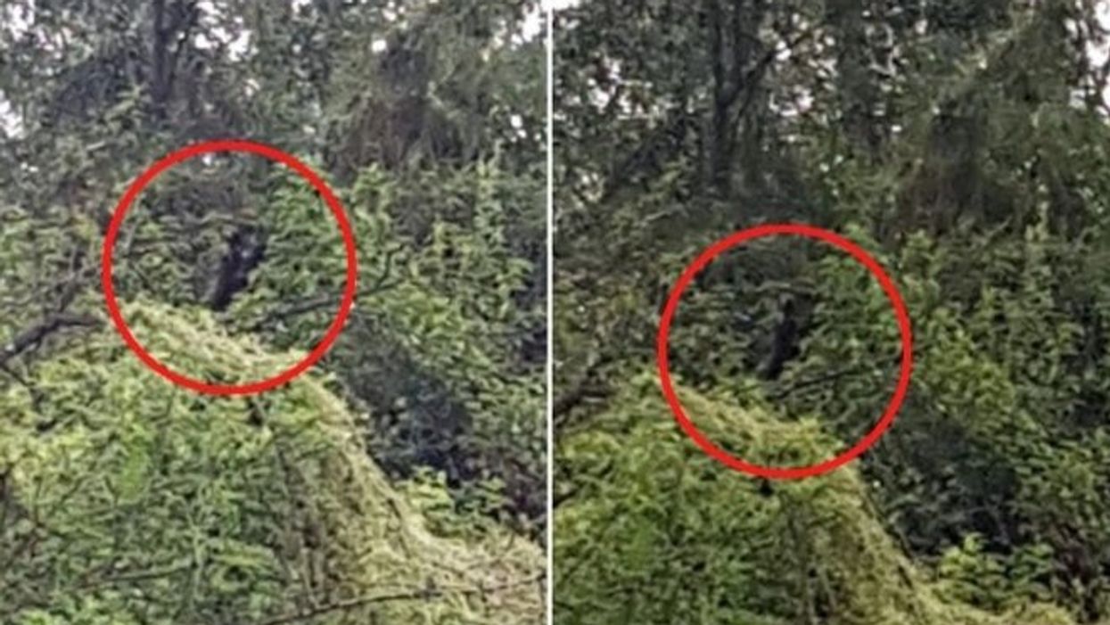 Man claims to have been stalked by horrifying ‘dog man’ monster in Australian outback