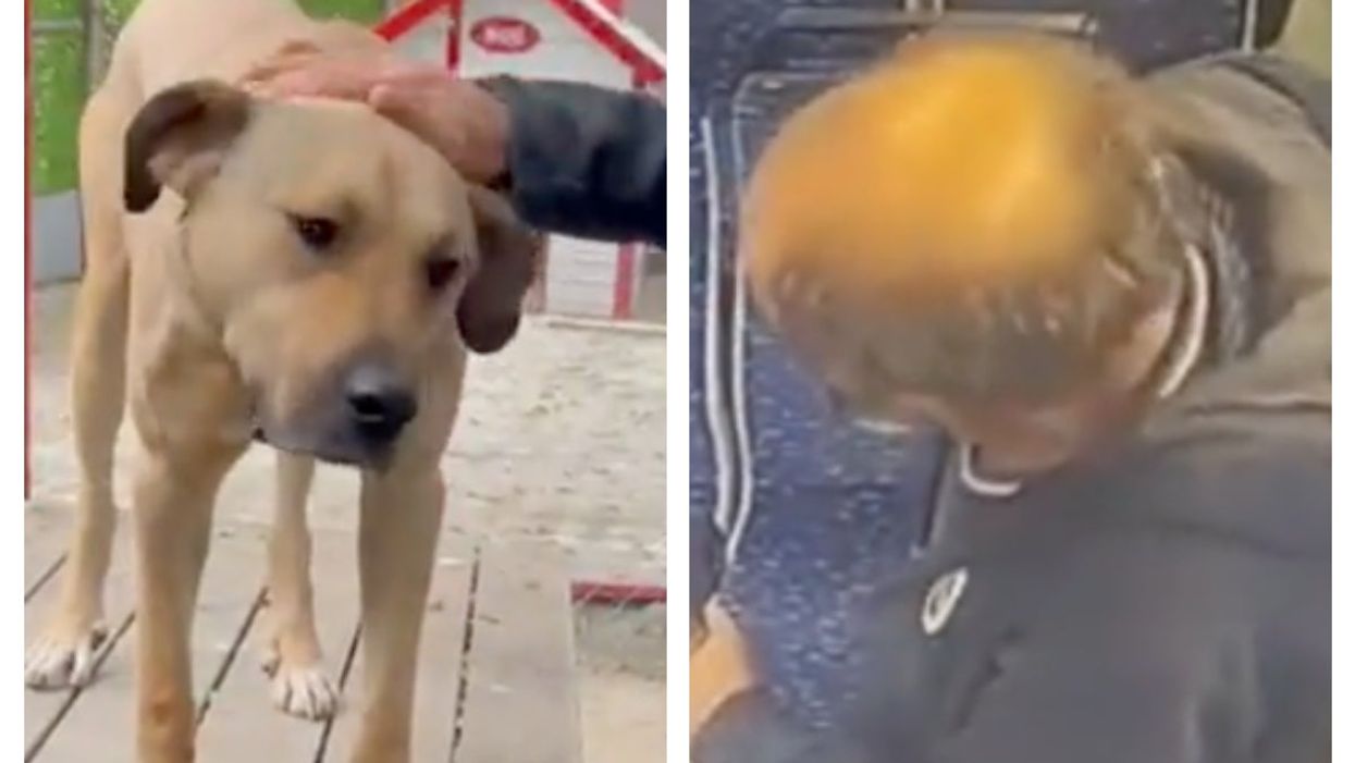 Guy just tried to frame a beloved stray dog with poop he’d brought along in a bag