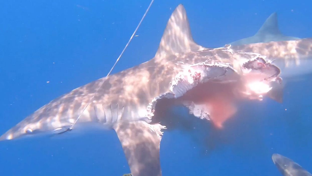 Scientist captures footage of ‘half-eaten zombie shark’ following cannibal attack