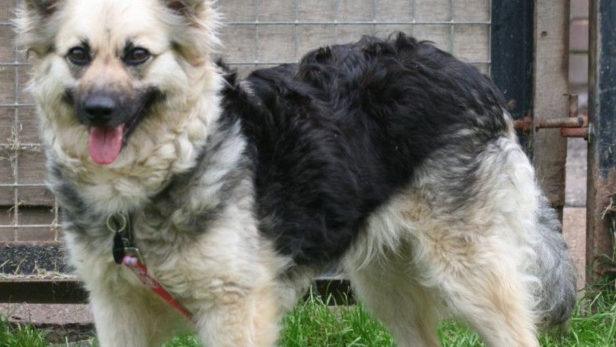 Dog looking for a new home hasn’t had a single viewing since arriving at a shelter 142 days ago