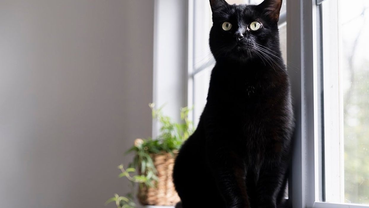 Man evicts girlfriend from his house after she ‘kicked out’ their cat