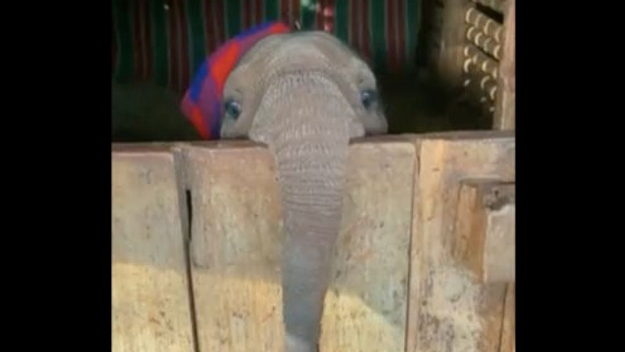 Viral video of baby elephant ‘playing peekaboo’ is the cutest thing you’ll see today