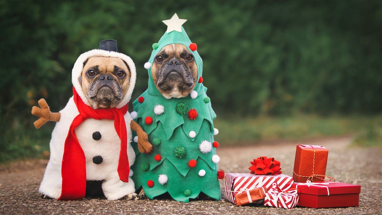 12 best gifts for pet lovers this Christmas