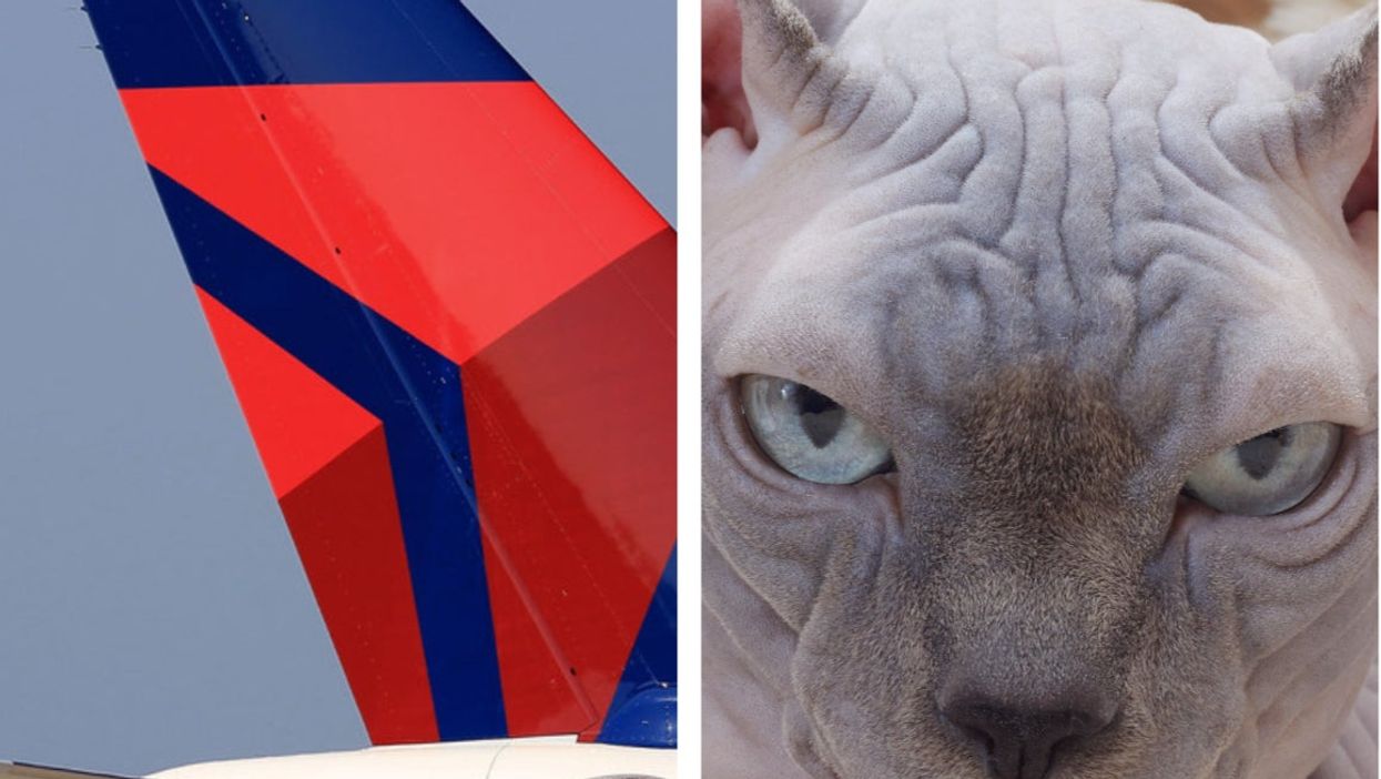 Did a Delta passenger breastfeed a hairless cat on a flight?