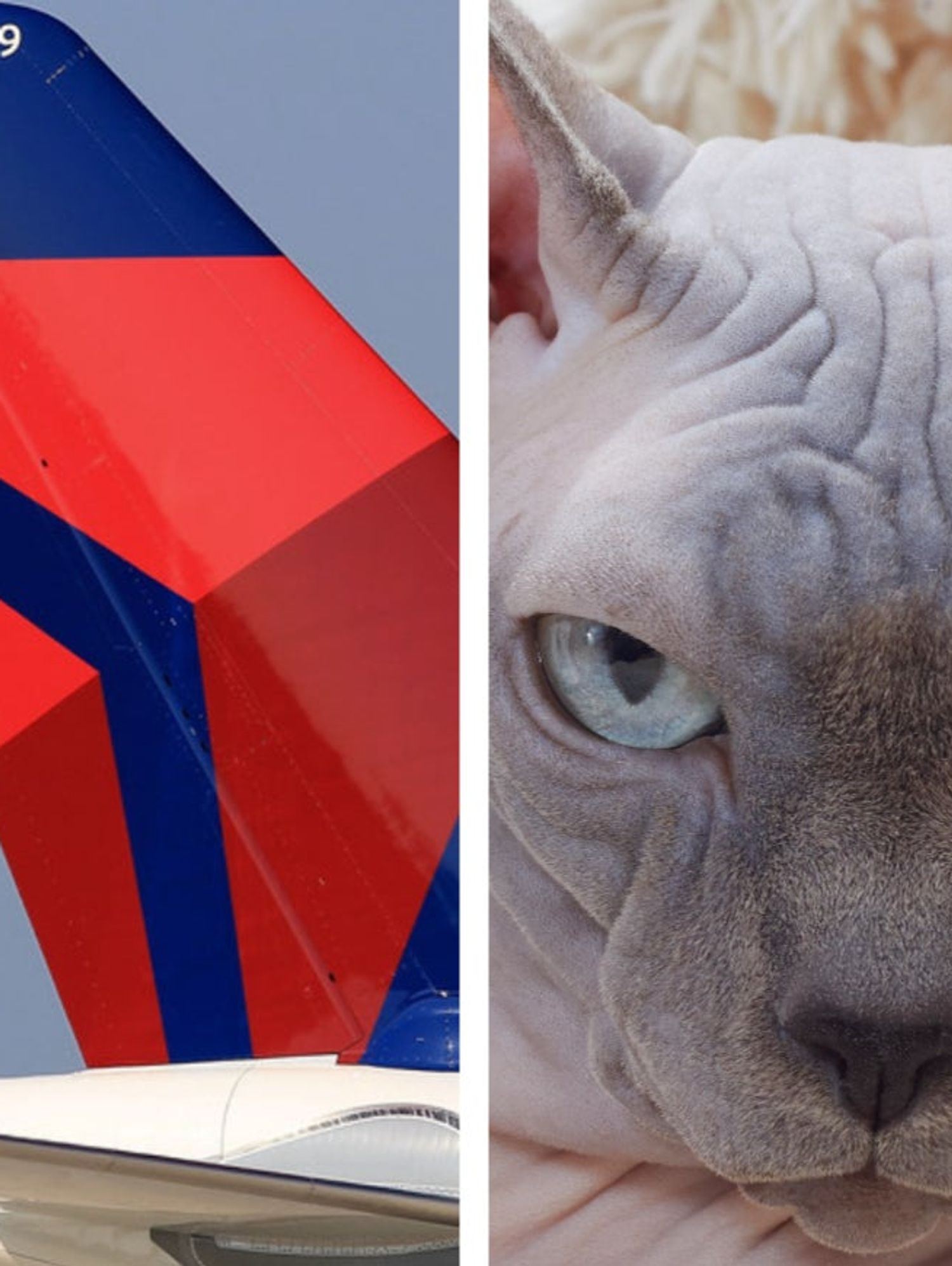 Did a Delta passenger breastfeed a hairless cat on a flight?