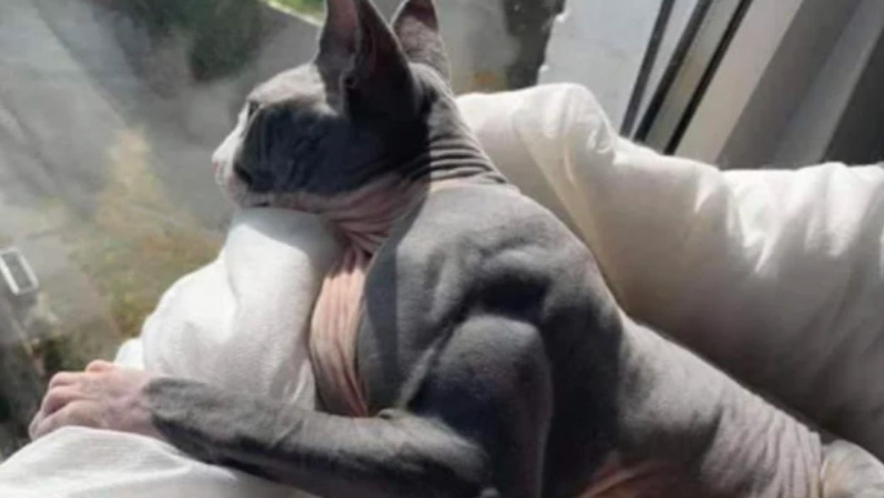 Cat goes viral for having rare condition that causes it to grow excessively large muscles