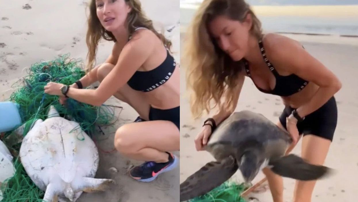 Supermodel Gisele Bündchen saved a turtle that was trapped in a fishing net