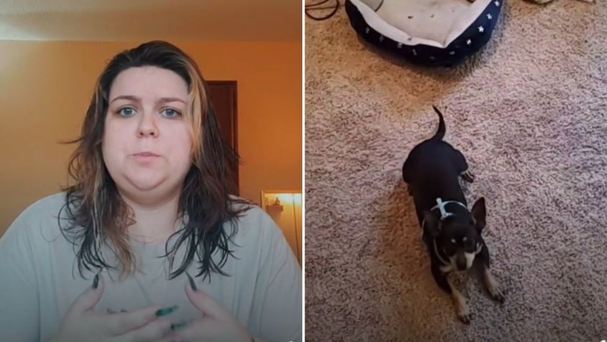 Woman left in stitches after discovering her adopted dog can only understand Spanish
