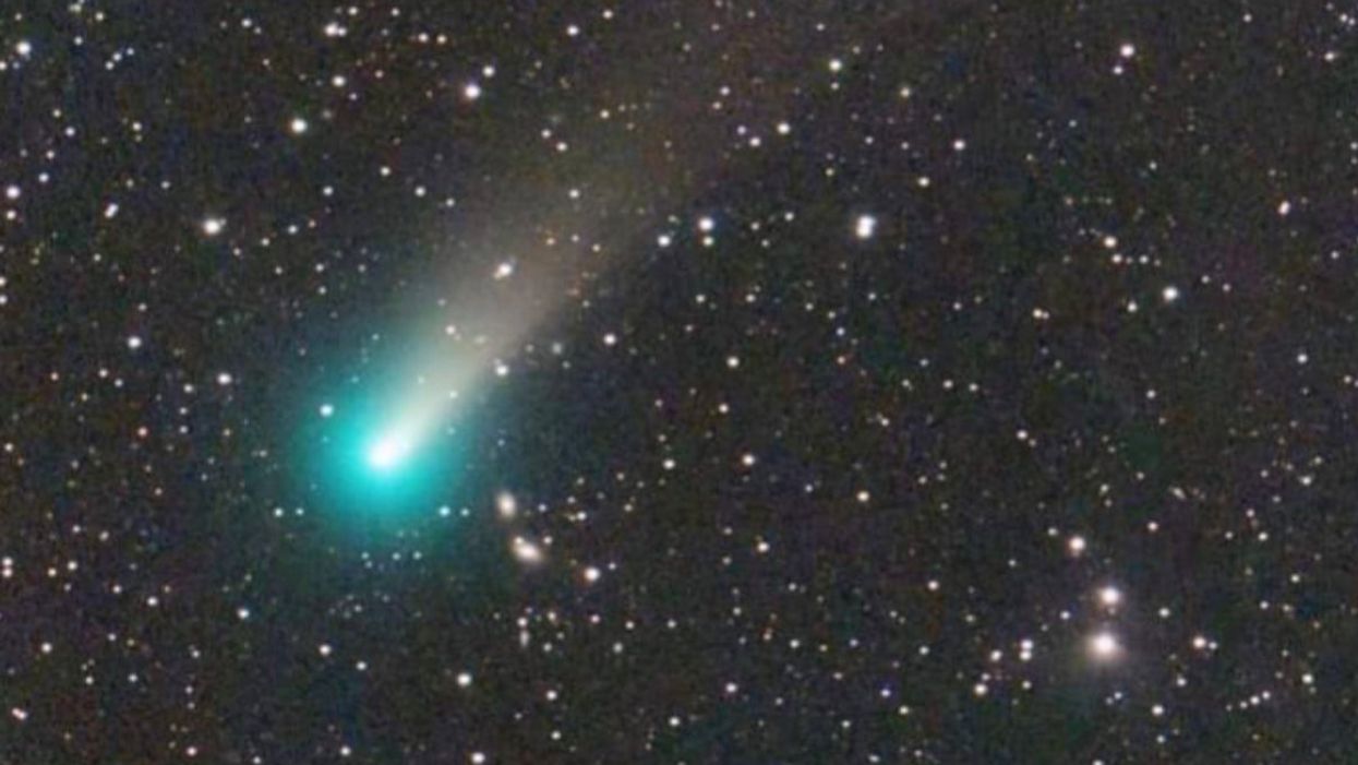When can you see the newly discovered Comet Leonard in the sky?
