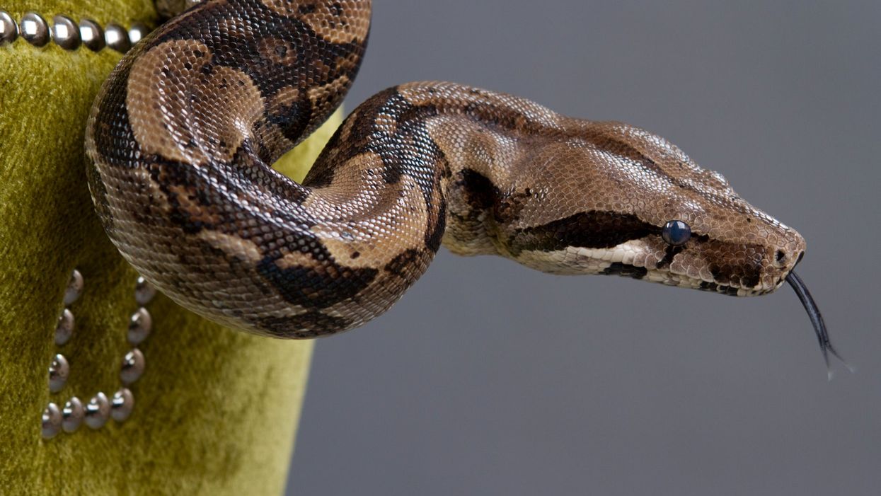 Boa constrictor found hiding in Florida man’s sofa