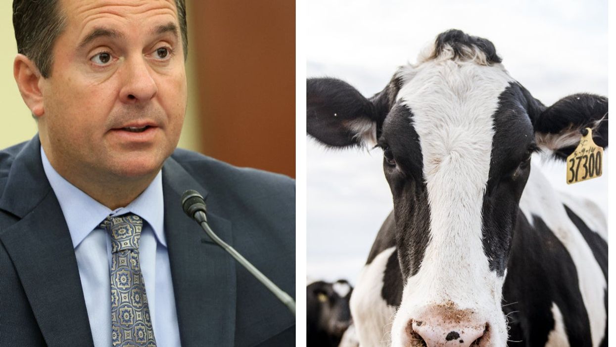 Devin Nunes mocked by a parody cow he tried to sue as he quits Congress to run Trump’s app