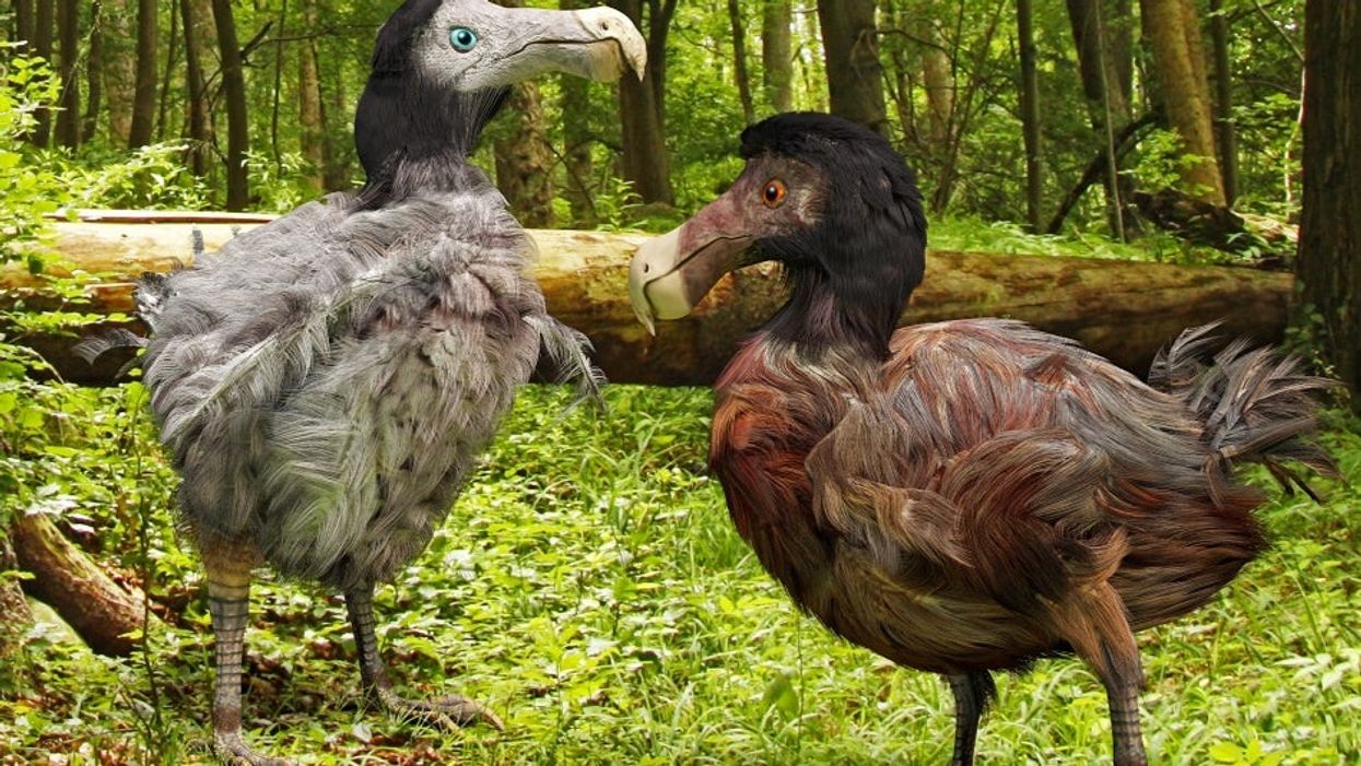 23 animals declared extinct in 2021, including types of bird and fish