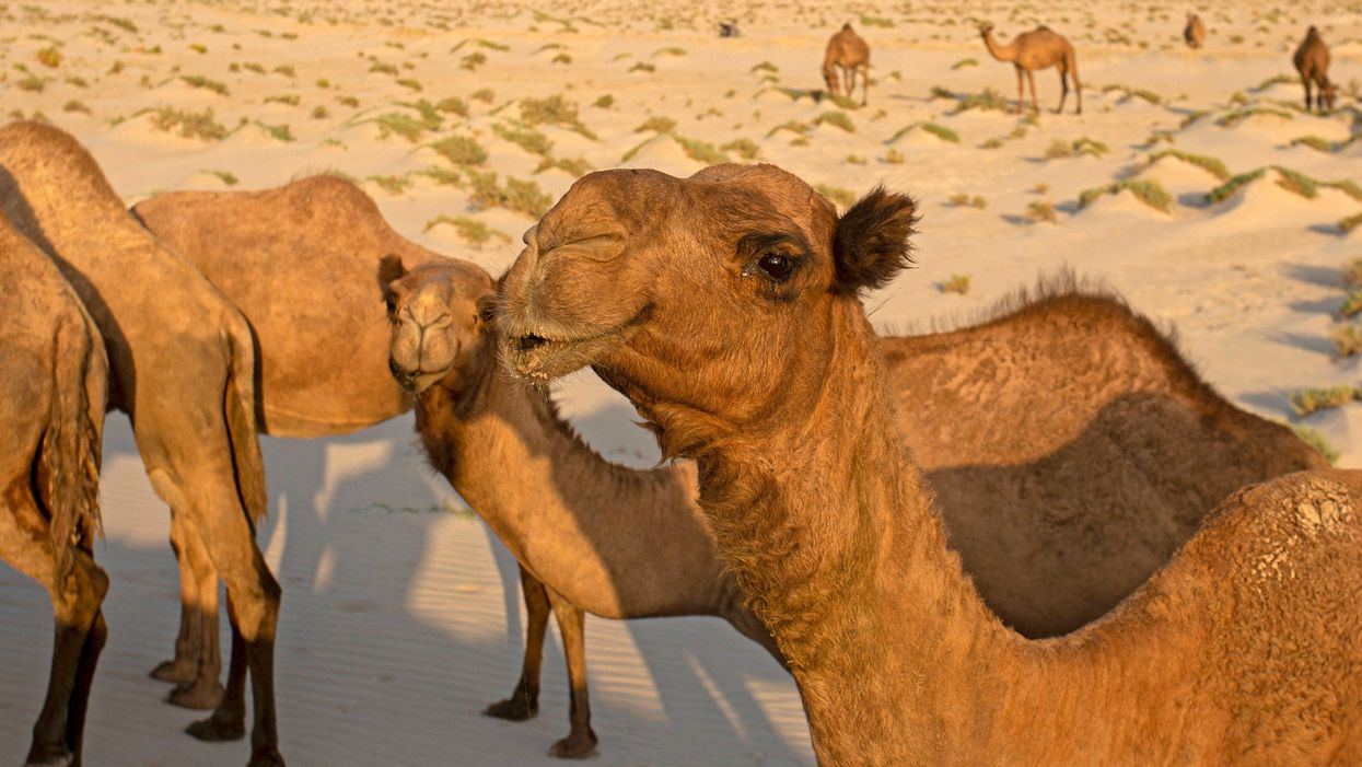 Camel beauty contest in chaos after judges notice they’ve had botox