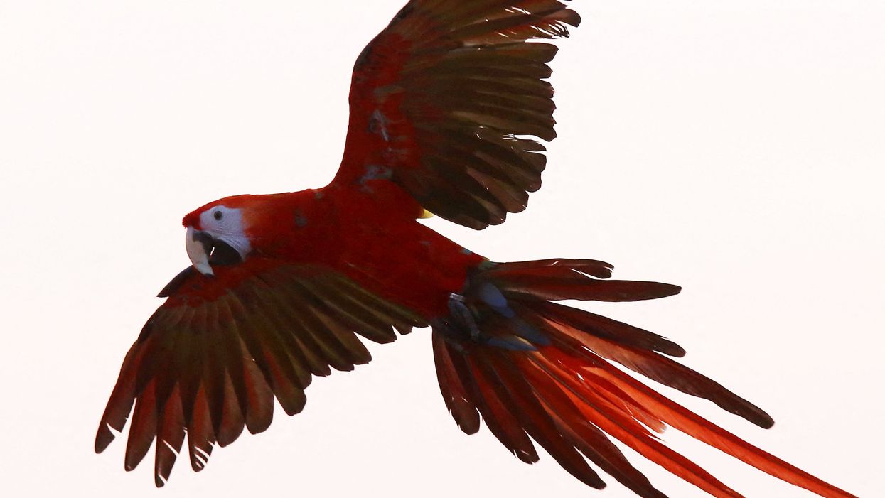 There’s now a conspiracy that birds aren’t real. Yes, all of them