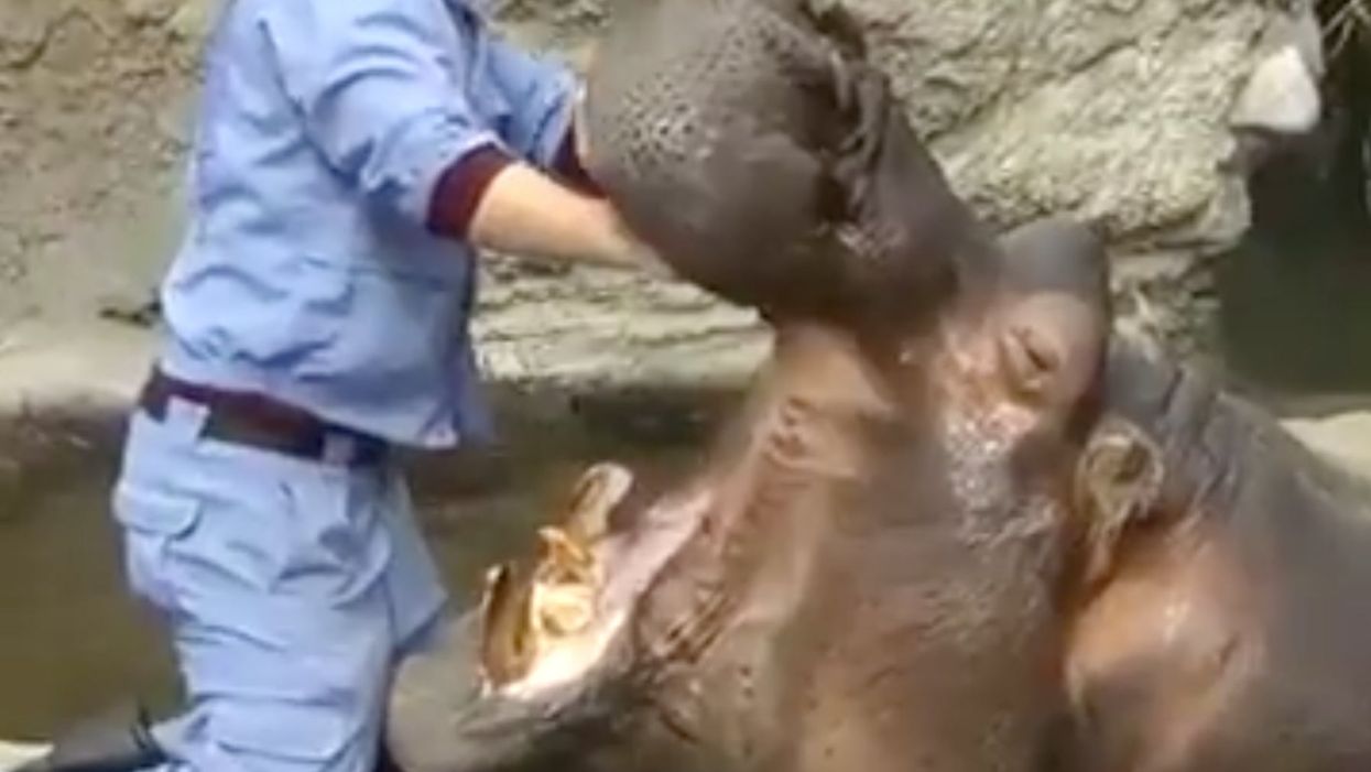 This video of a hippo getting its teeth brushed is the most mesmerising thing you’ll see all day