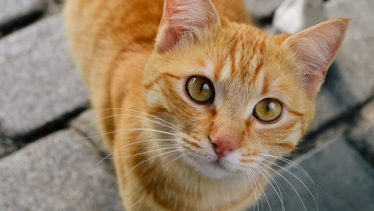 Reddit thread goes viral after employee accused of ‘ethnically stereotyping’ ginger cat called Jorts