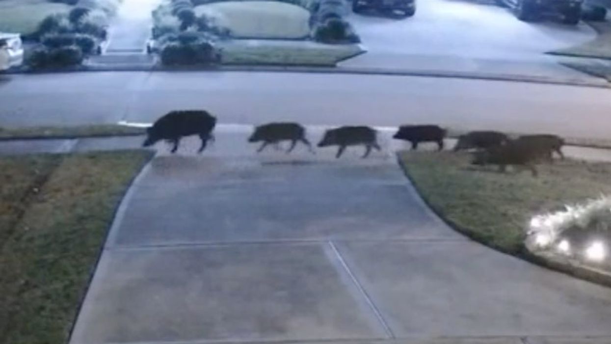 Feral hog sighting in Texas reignites classic Twitter meme