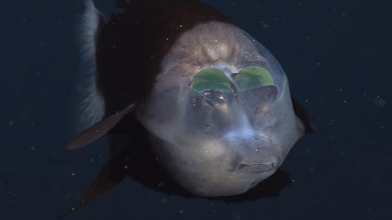 Footage captured of rare fish with completely transparent head