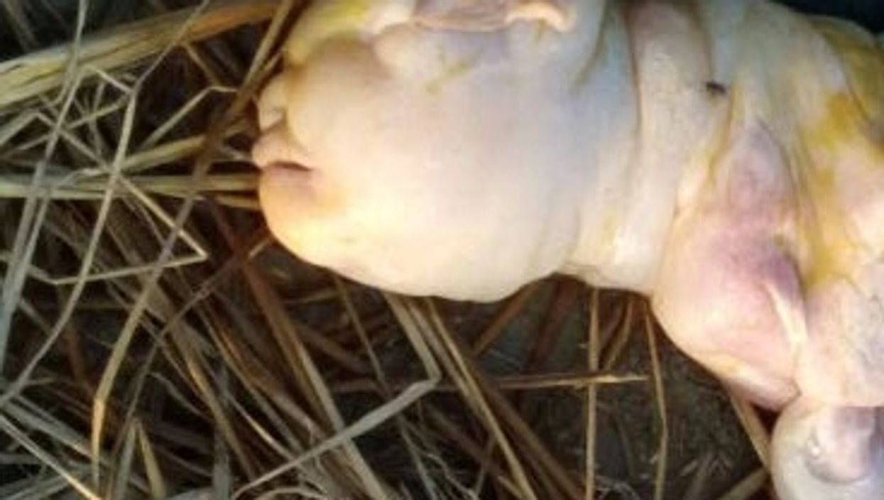 Goat gives birth to deformed hairless baby with ‘human’ face