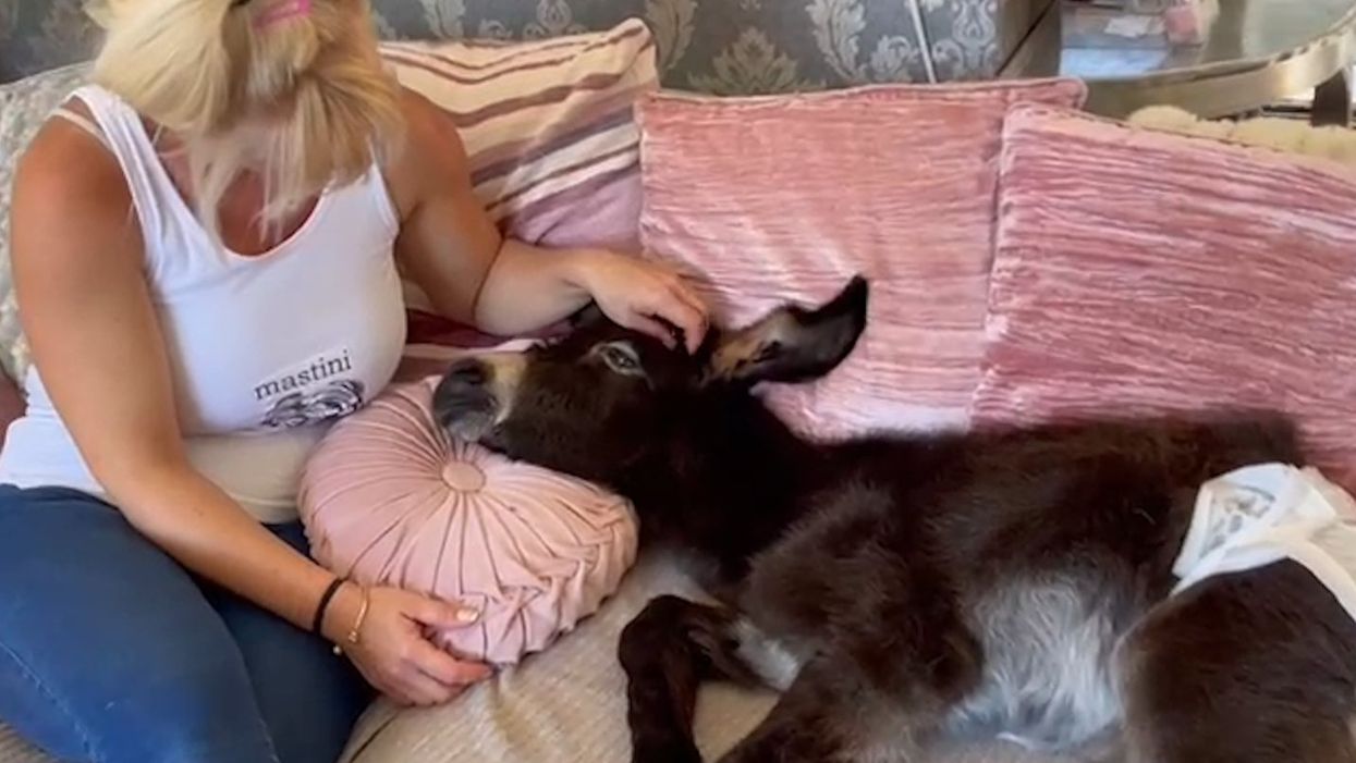 Farmer claims donkey ‘acts like a dog’ after spending months inside with his pets