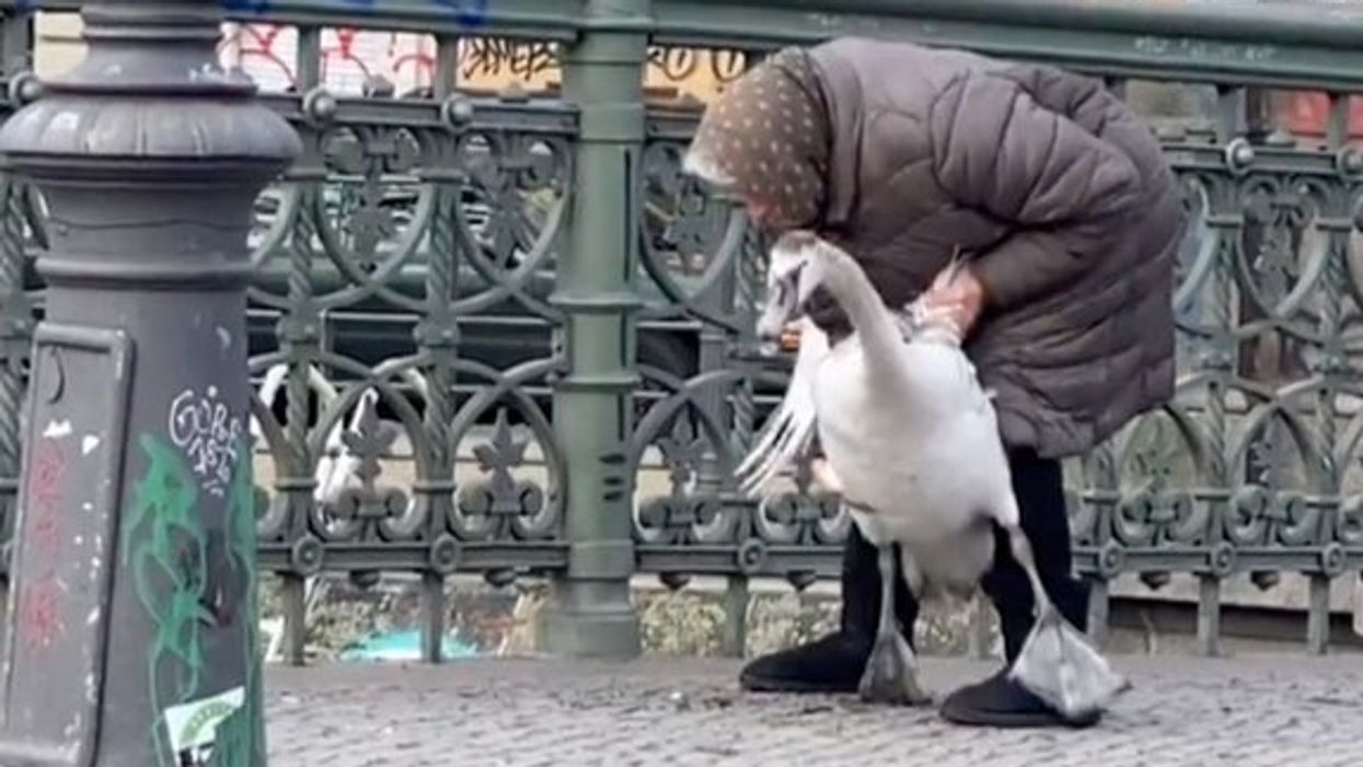 Elderly woman saves swan stranded on a bridge with her bare hands