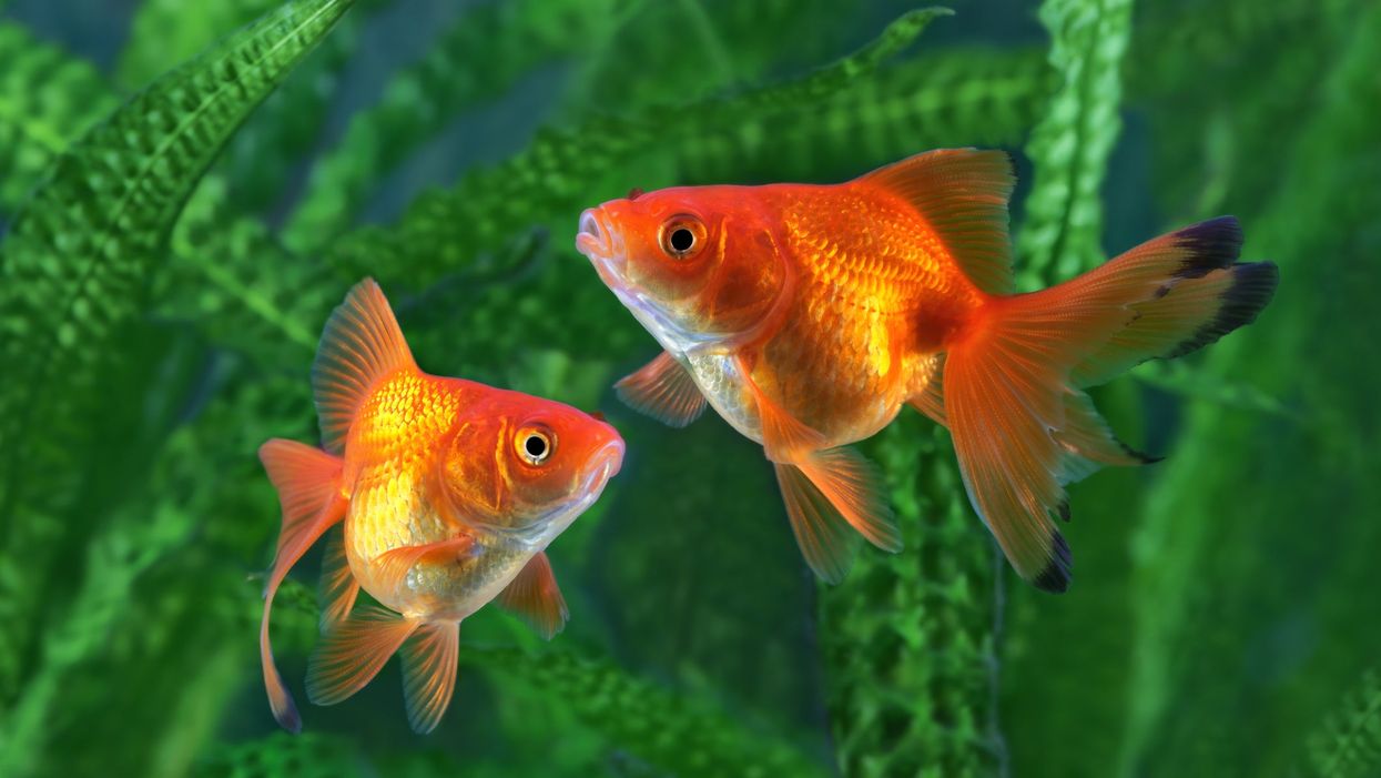 Scientists taught a goldfish how to ‘drive a vehicle’ in unique experiment