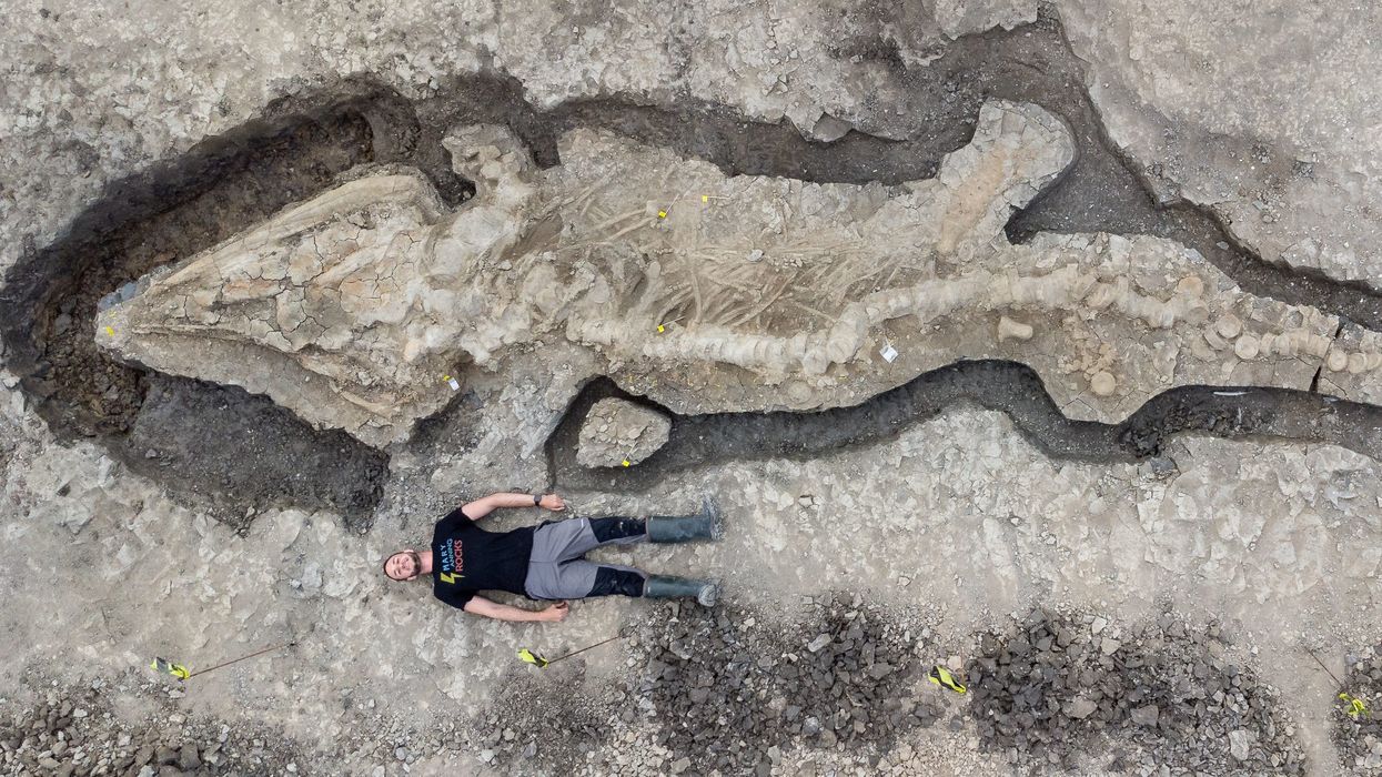 Ten metre ‘sea dragon’ fossil found near Leicester