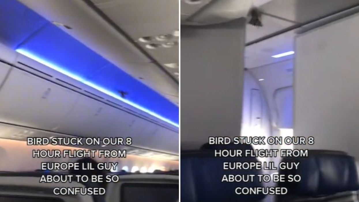 Bird gets trapped on eight hour flight from Europe to US