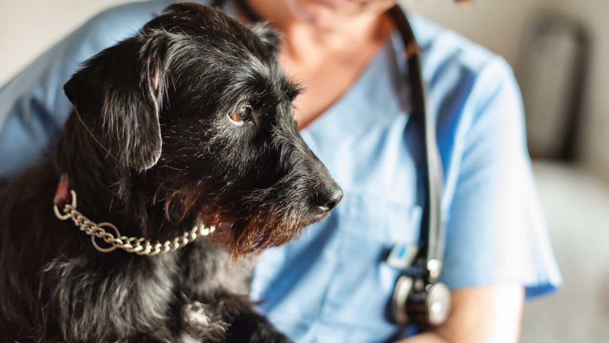 Woman arrested for crowdfunding vet bills for dog that was already dead