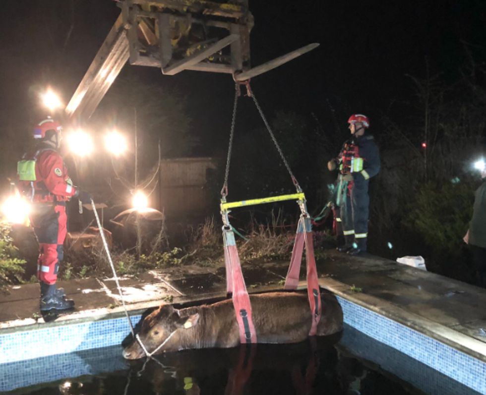 Bullock hoisted to safety from swimming pool after escaping local field