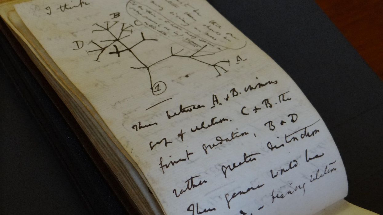 ‘Stolen’ Darwin manuscripts anonymously returned to university library
