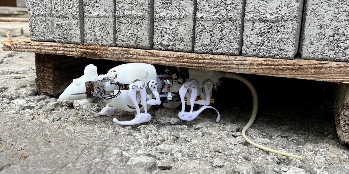 Disaster site searches could soon be carried out by robot rats | indy100
