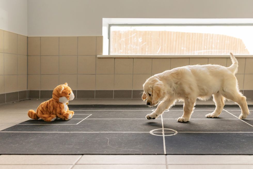 Who’s a good boy? Guide Dogs to study what makes a problem-solving puppy