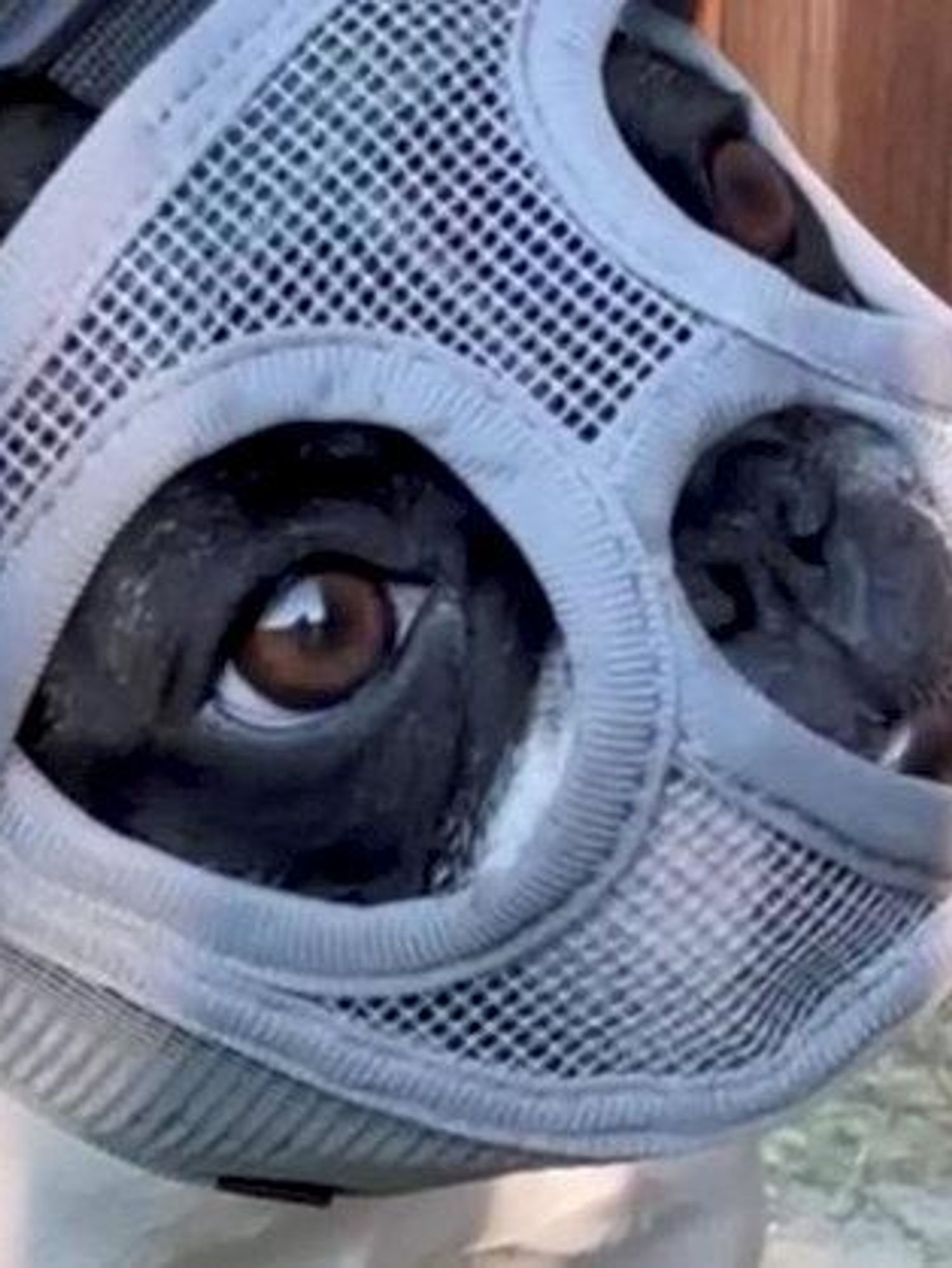 Dog made to wear Hannibal Lecter mask to ‘stop eating bugs like they’re Skittles’