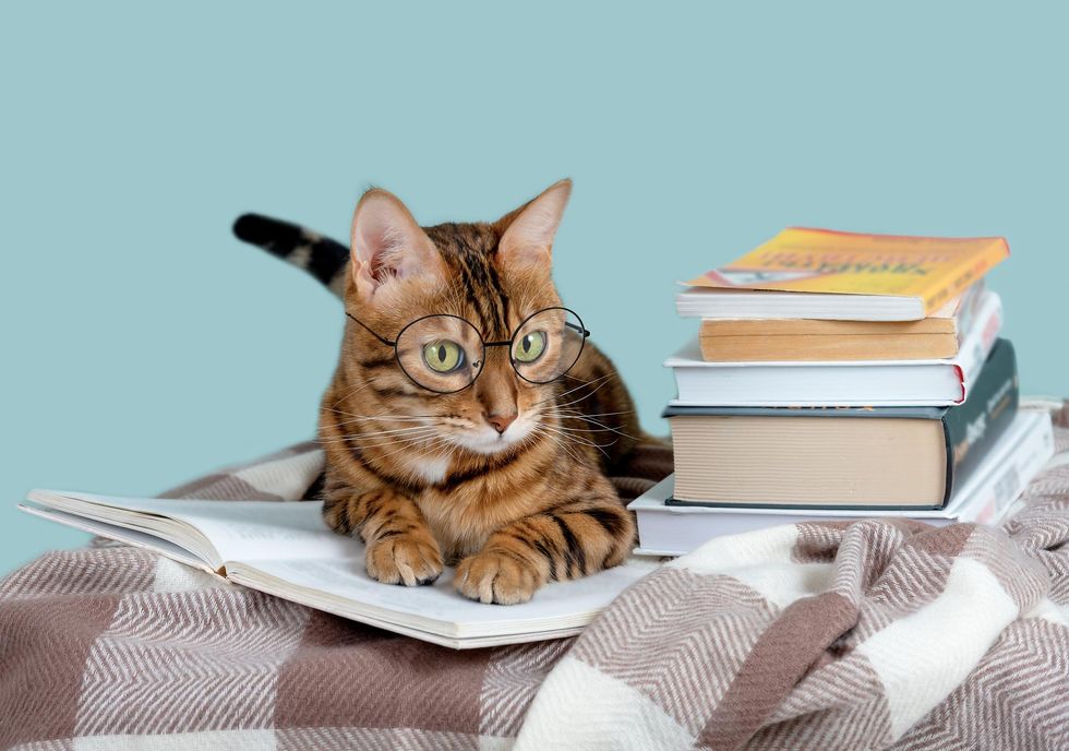 Personal faculty helps scholar’s option to determine as a cat