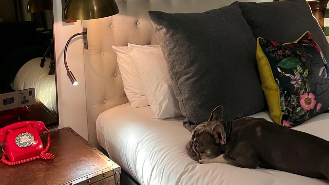 Inside the luxury hotel pampering ‘scared dogs’ this Bonfire Night