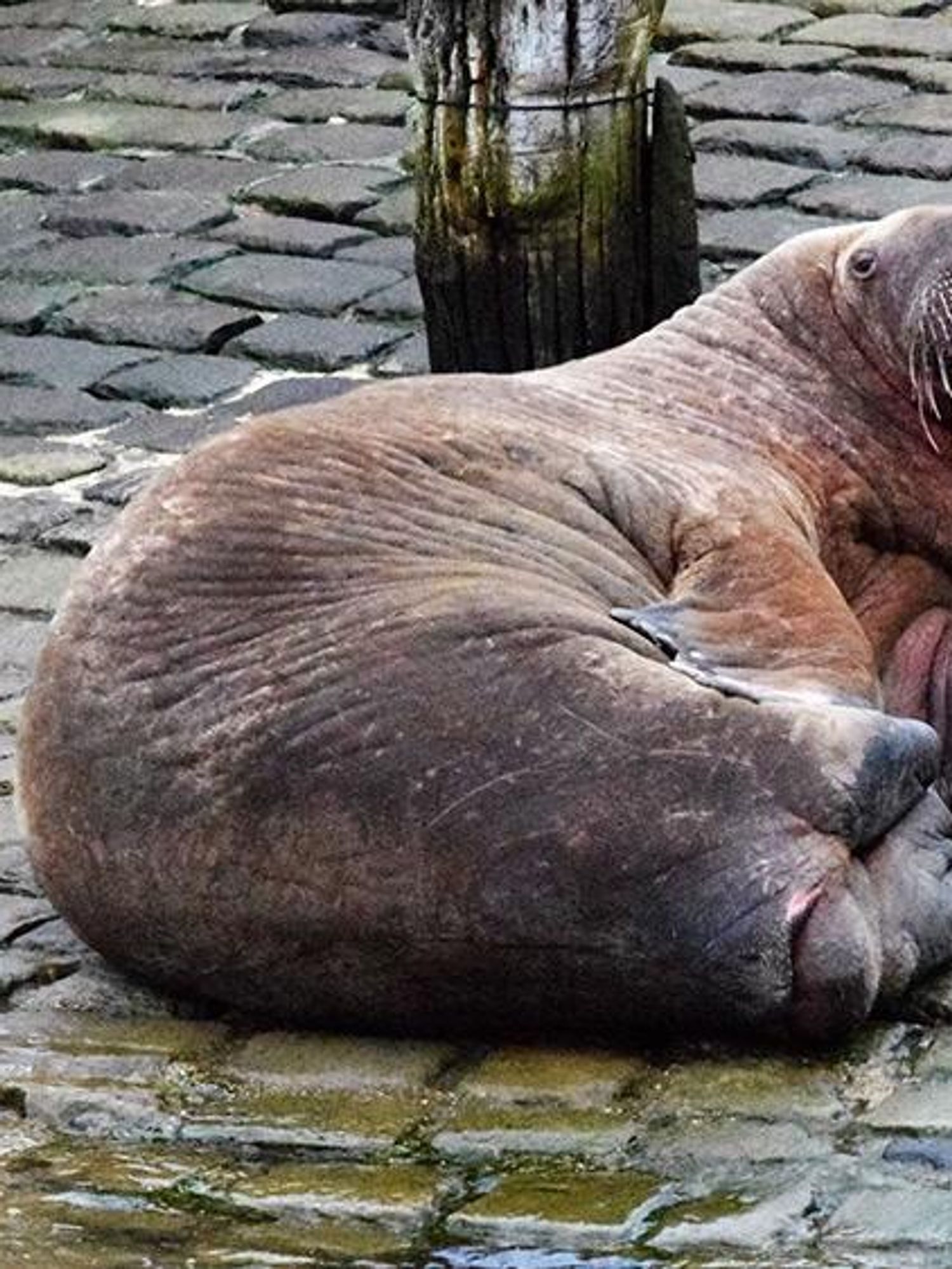 Masturbating walrus reappears two months after causing chaos