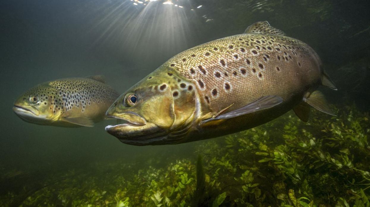 Police urge people to delete 'depraved' viral trout video