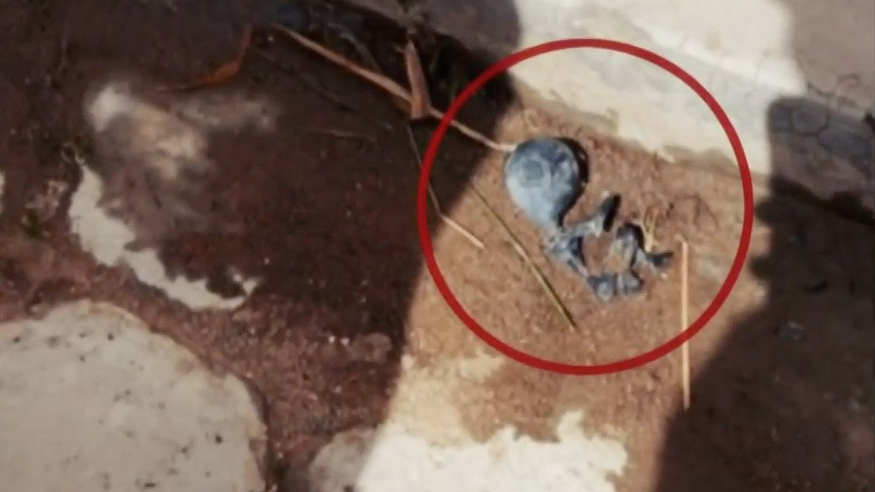 Villagers claim tiny alien died in street before body mysteriously vanished