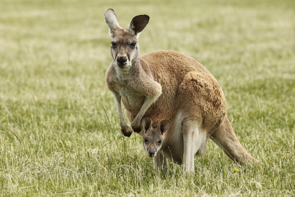 What does 'kangaroo court' mean?
