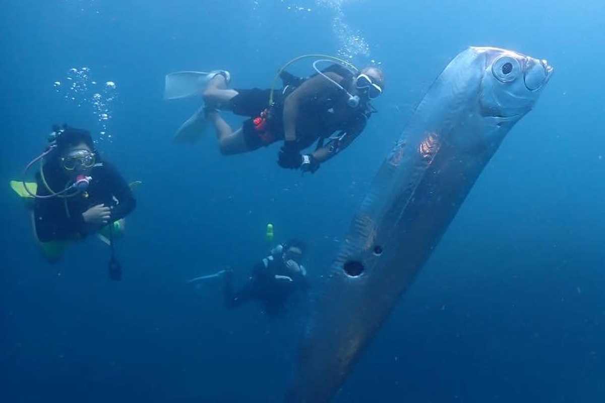 Rare six-foot fish sighting sparks ‘doomsday’ theories