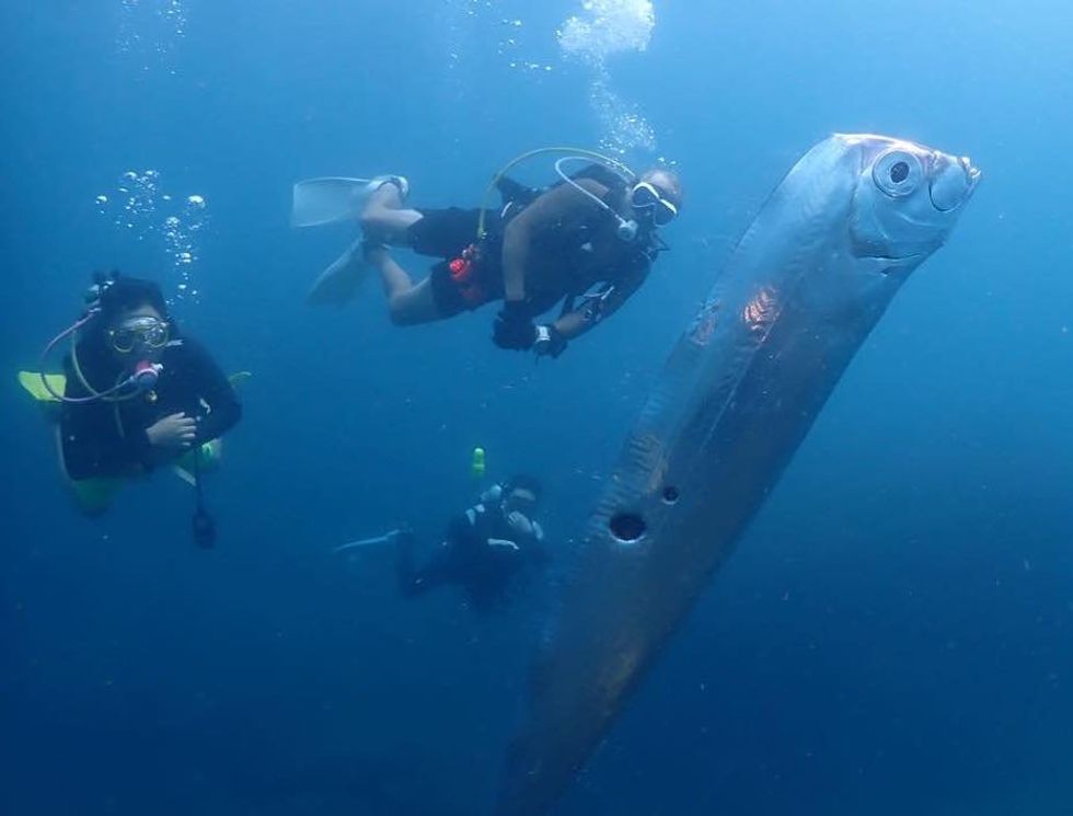 Rare six-foot fish sighting sparks ‘doomsday’ theories