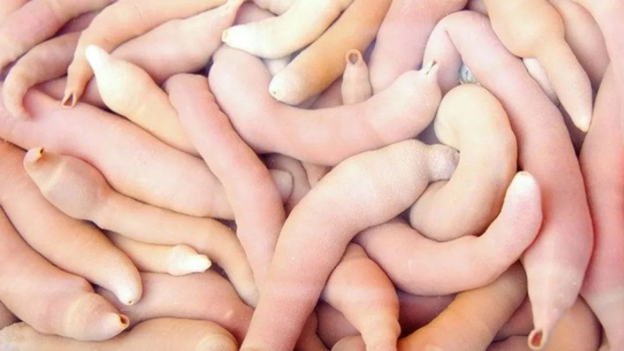 Thousands of crude 'penis fish' wash up on beach giving locals the willies
