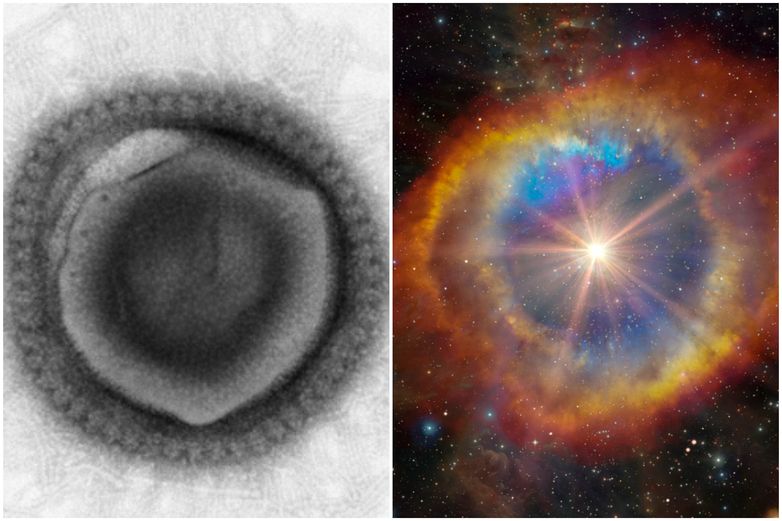 %name Enormes virus parecidos a extraterrestres descubiertos en el suelo del bosque de Harvard
