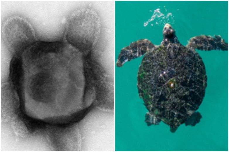 %name Enormes virus parecidos a extraterrestres descubiertos en el suelo del bosque de Harvard
