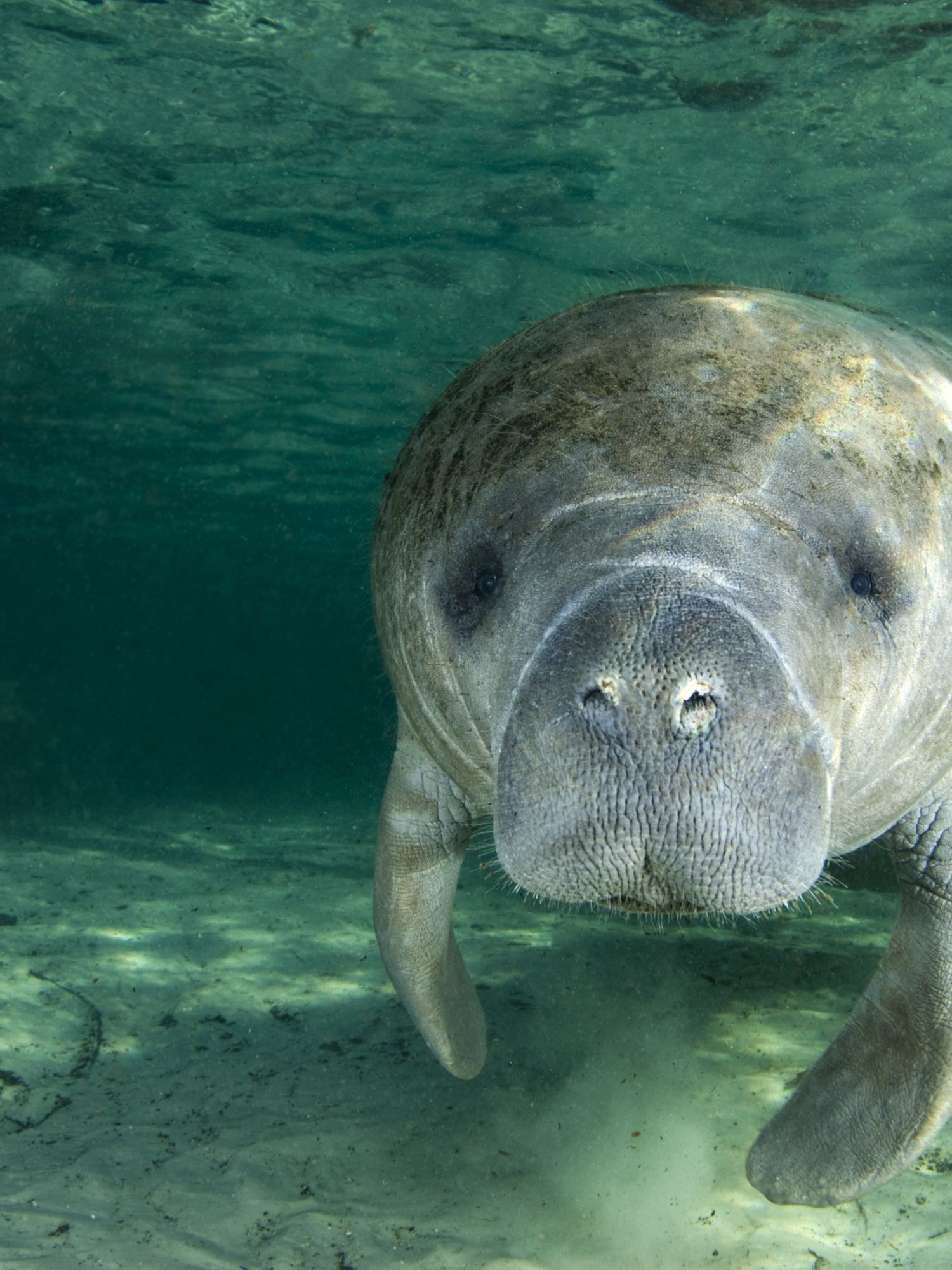Popular manatee dies after 'intense' sex with his brother