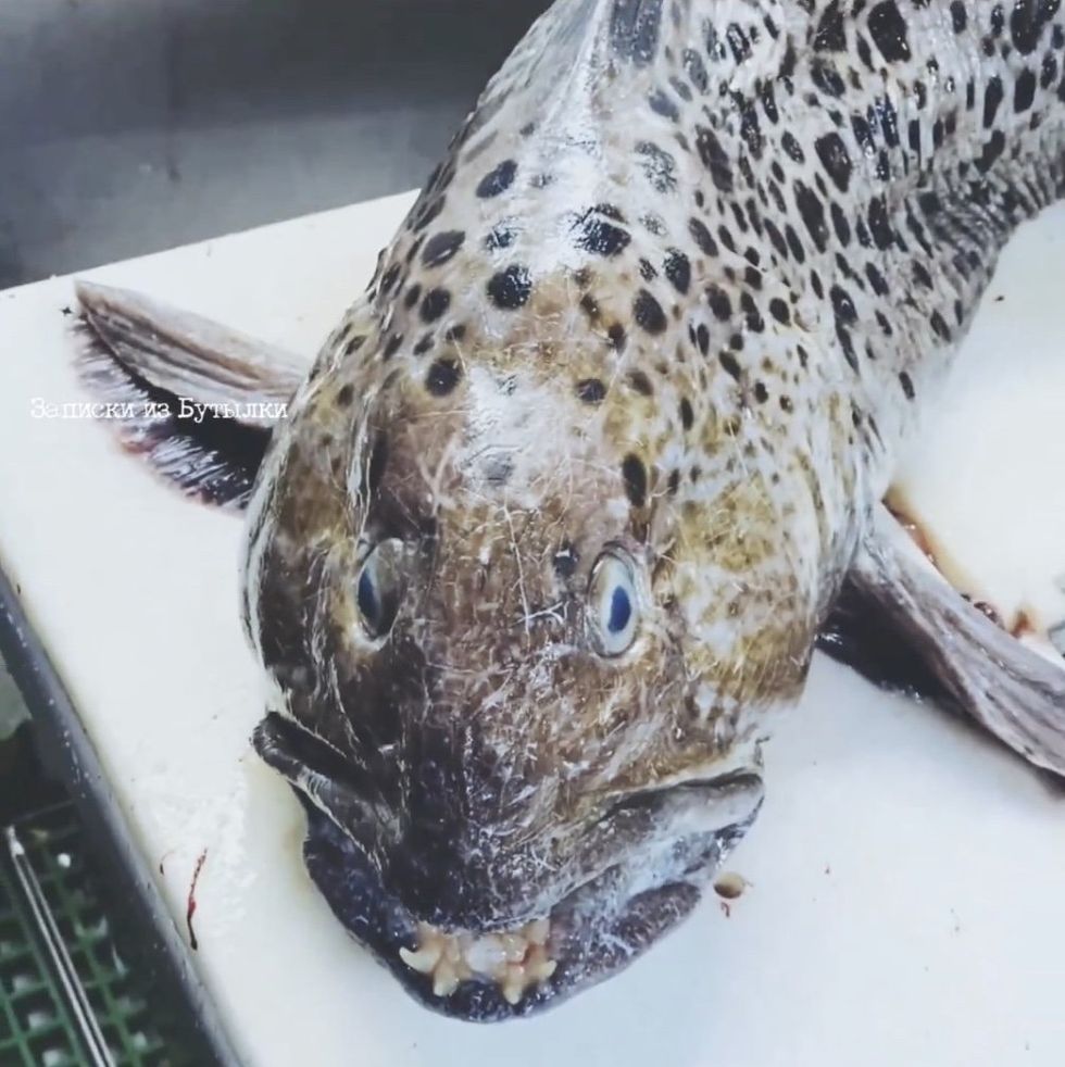 Disturbing fish with 'human teeth' discovered in deep ocean | indy100